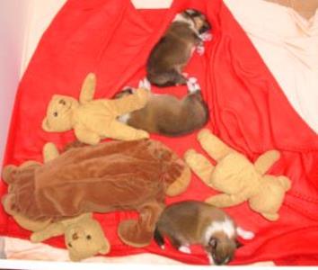 Teddy Partnersuche