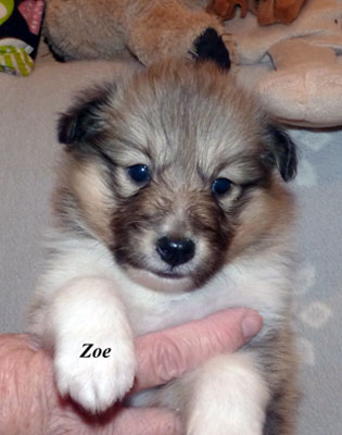 No 3 : Zoe Lara Joy