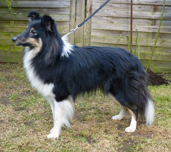 die Mutter, Eila Blacky vom Klingenteich (Ayla)