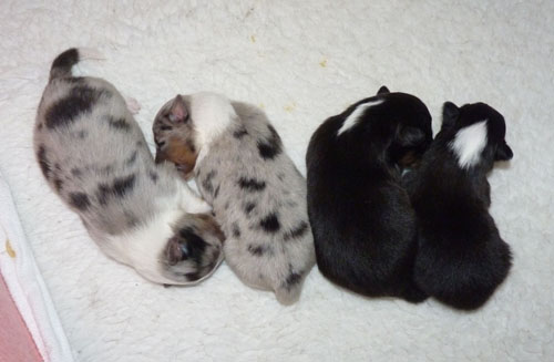 Ayu alle Viere sortiert