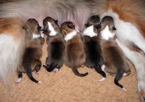 Babies durchnummeriert